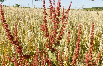 Prévoir des applications herbicides sur céréales dès l’automne