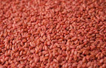 Peut-on utiliser des lots faiblement germés pour faire des semences?