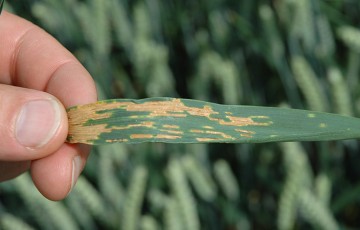 Maladies du blé : les produits de biocontrôle font leur preuve