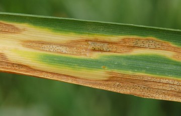 La septoriose contamine le blé tendre via les éclaboussures de pluie