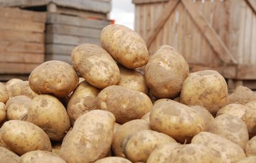 Pomme de terre : comment limiter les pertes de poids au stockage ?