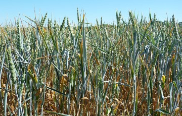 Les impacts de la sécheresse sur la physiologie du blé