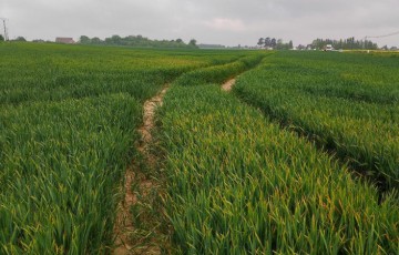 Rouille jaune du blé : des risques forts en Normandie en 2022