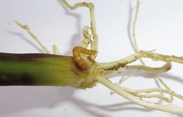 Identifier les ravageurs du maïs tout au long de son cycle