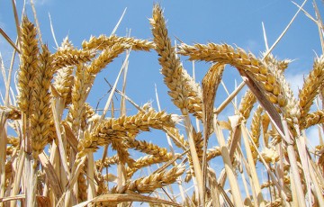 Fortes températures pendant le remplissage des grains des céréales