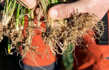 Rhizosphère : racines de blé entourées de terre