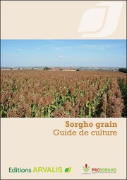 Sorgho grain - Guide de culture