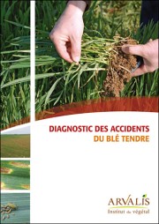 Diagnostic des accidents du blé tendre