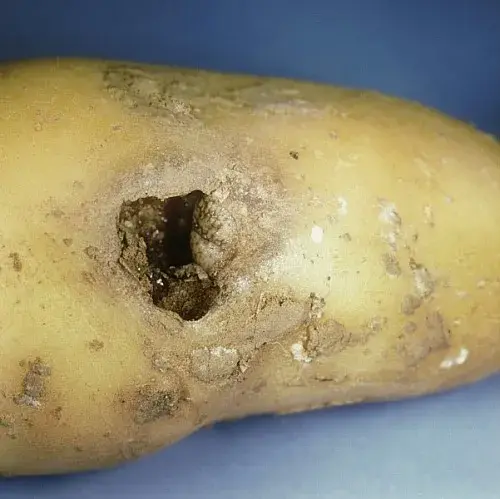 Ravages des taupins sur la pomme de terre