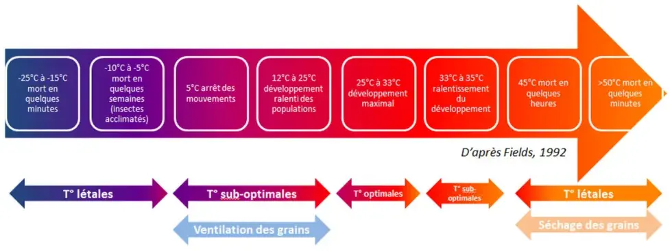 influence de la température de la masse de grains sur l'activité des insectes et leur taux de mortalité au sein des silos