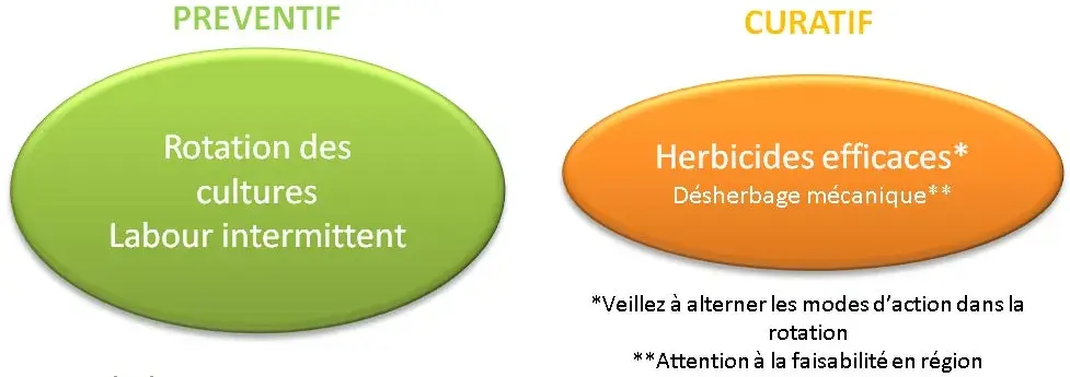 Moyens de lutte agrostis jouet du vent