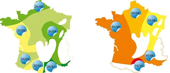 Dates limites d'implantation de la luzerne