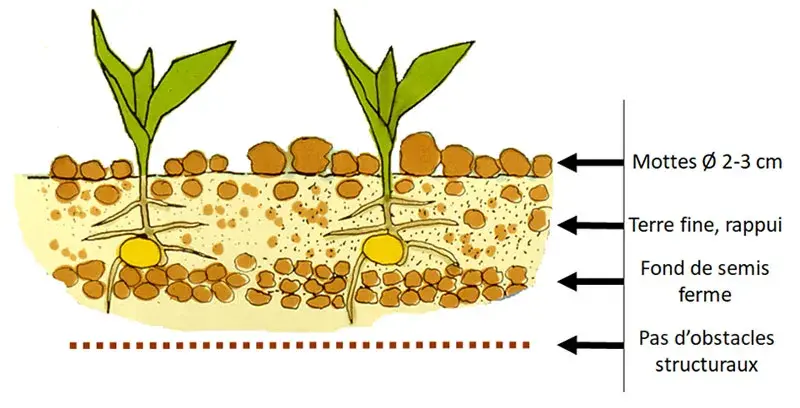 Semis maïs : lit de semence favorable à une levée rapide et homogène