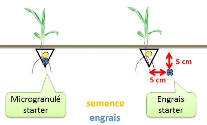 Semis maïs : Positionnement d’un engrais starter en comparaison avec un produit micro-granulé starter