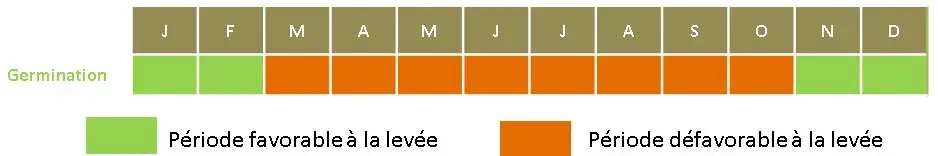 Périodes favorables ou défavorables à la levée de l'agrostis jouet du vent