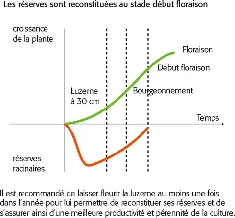 Évolution de la croissance et des réserves racinaires