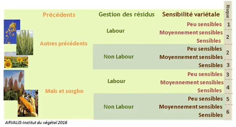 Grille d’évaluation sur triticale du risque d’accumulation du déoxynivalénol (DON) dans le grain