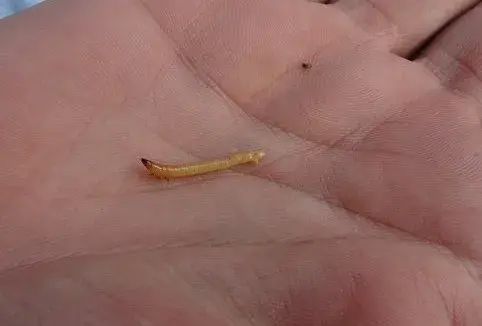 Larve taupins pomme de terre