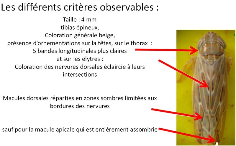 Critères de reconnaissance d'une cicadelle
