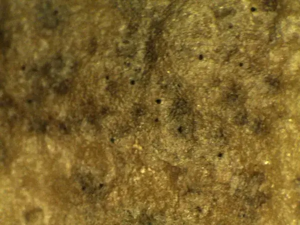 dartrose sur tubercule de pomme de terre