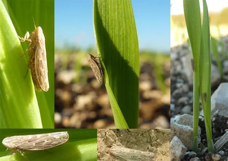Cicadelles - Photographies sur parcelles