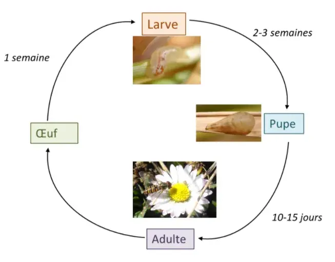 le cycle de vie des syrphes