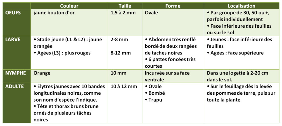 Tableau 1 : Clés d’observation pour reconnaître le doryphore à tous les âges