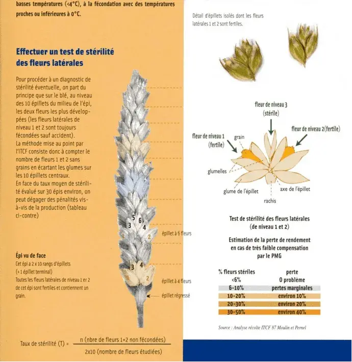 schema pour determiner si les epis sont steriles ou pas