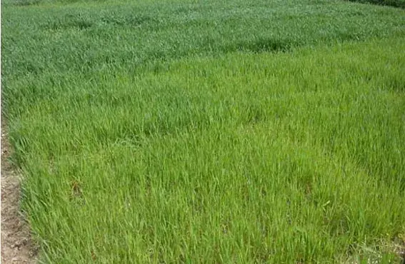 Semis en travers de la B.D.D. : un moyen simple de mise en place et d’observation