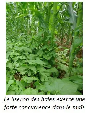 Concurrence du liseron des haies dans le maïs