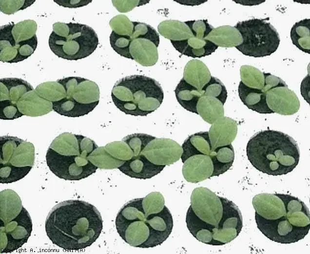 développement des plants