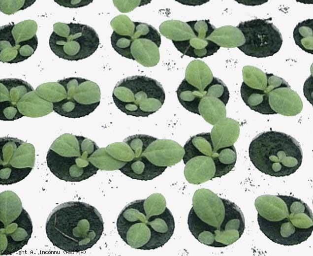 développement des plants