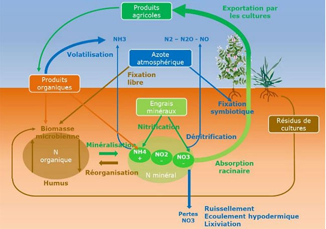 Figure 1 : Dynamique de l’azote dans le sol