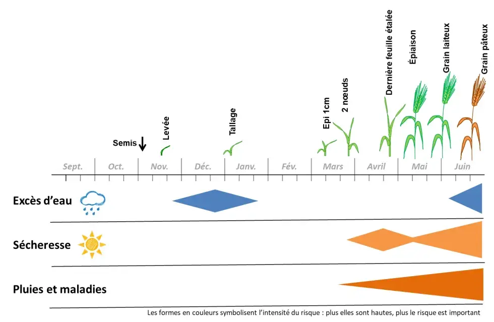 Figure&nbsp;1&nbsp;: Blé dur et climat, les principaux risques et périodes les plus sensibles en région Ouest-Océan