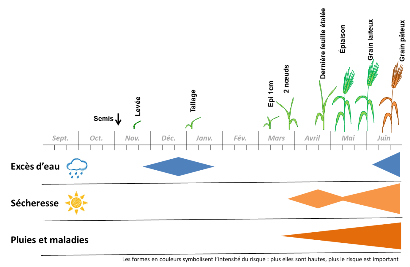 Figure 1 : Blé dur et climat, les principaux risques et périodes les plus sensibles en région Ouest-Océan