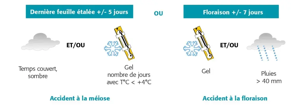 Figure 1 : Qualifier le climat favorable à l'installation de l'ergot sur épis