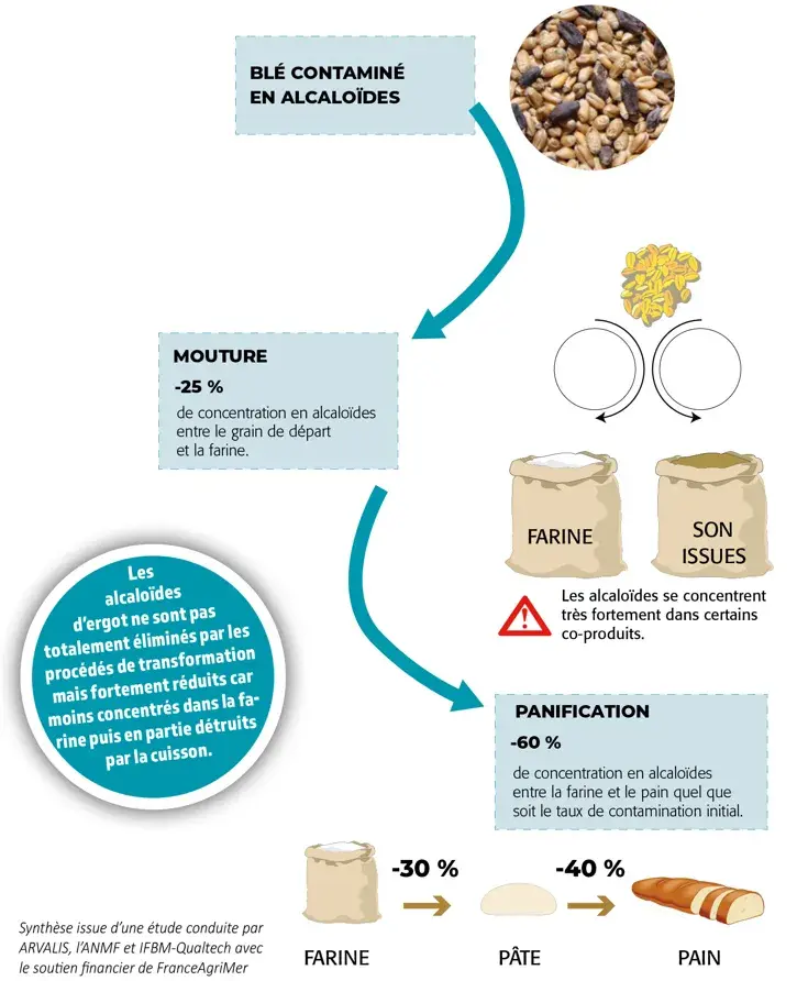 Etude sur l’impact de la panification sur un lot de blé présentant des sclérotes (essai ARVALIS-ANMF-IFBM) 