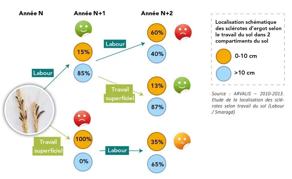 Schéma de localisation des sclérotes selon travail du sol