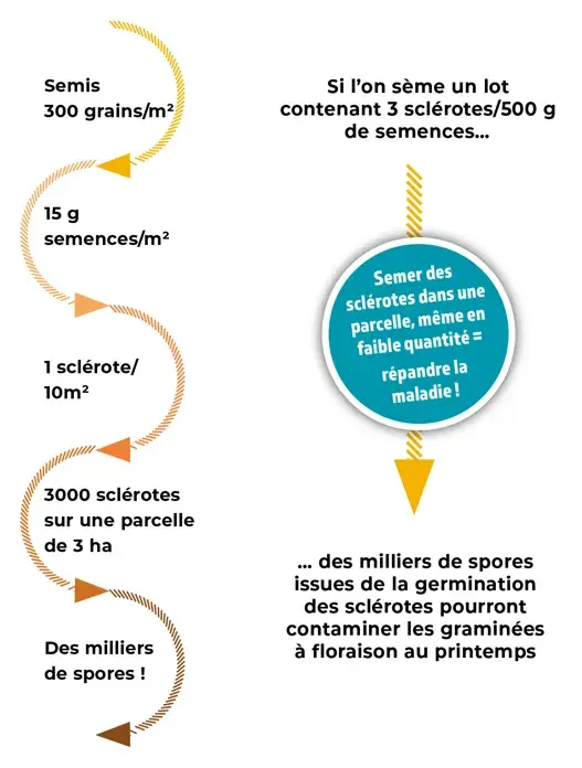 Schéma des semences