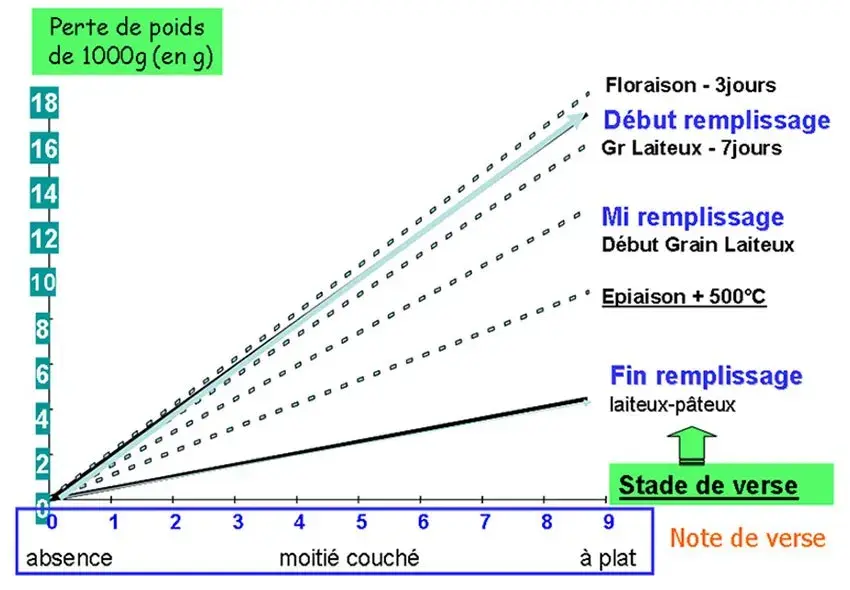 Figure 6 :&nbsp;Effet de la date et de l’intensité de la verse sur les pertes de PMG d’un blé tendre