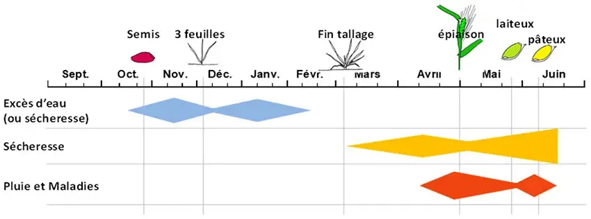 Figure 1&nbsp;: Blé dur et climat, les principaux risques et périodes les plus sensibles en Méditerranée