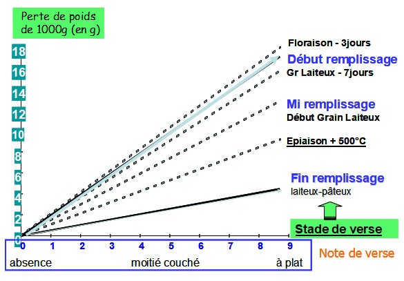 Figure 1 : Réduction du PMG en fonction de l'intensité et de la date d'apparition de la verse
