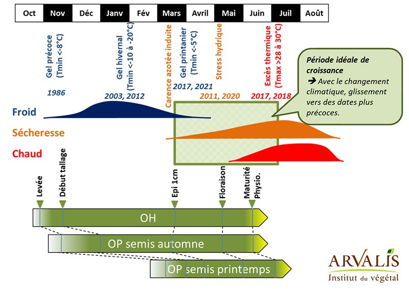 Figure 2 : Accidents potentiels au cours du cycle de développement des orges selon leur date de semis