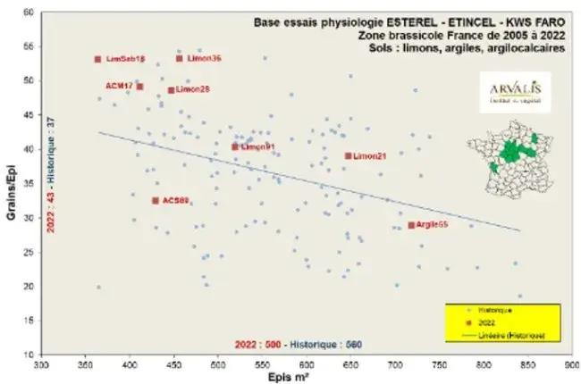Nombre de grains/m² en fonction du nombre d’épis/m²