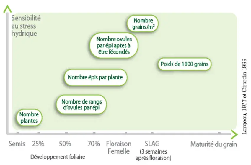 Figure 1    : Sensibilité au stress hydrique et composantes de rendement affectées en fonction du stade des maïs