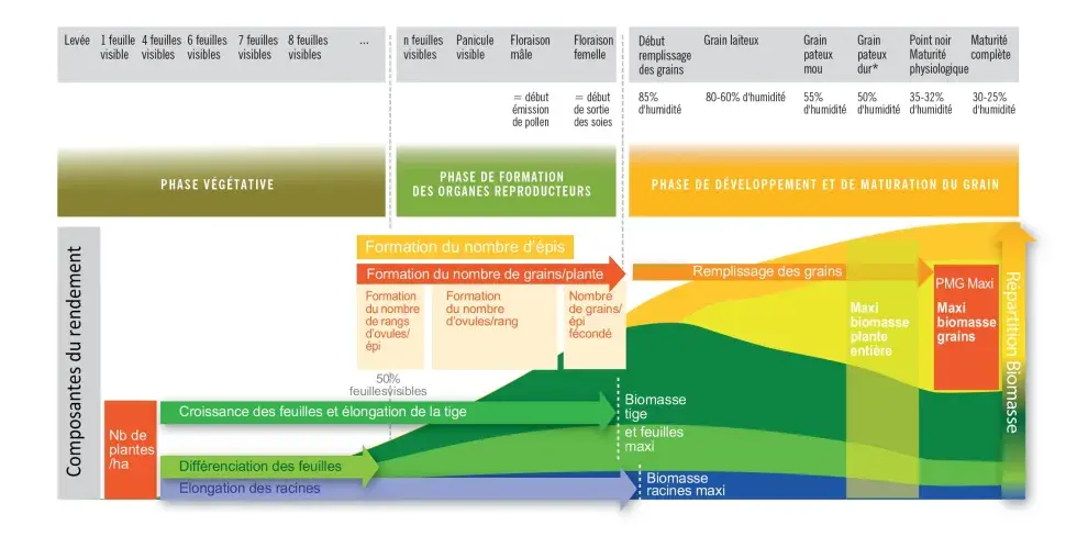 Stade maïs : Périodes de mise en place des composantes du rendement du maïs