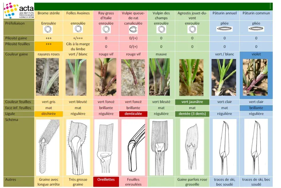 Tableau 1&nbsp;: Grille d’identification des principales graminées automnales / hivernales annuelles (Alain Rodriguez ACTA, 2016)