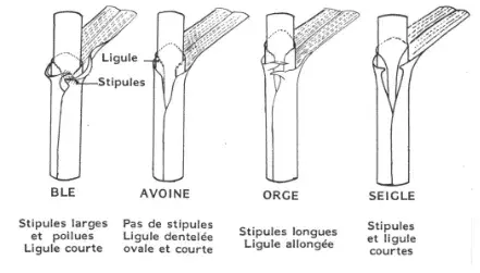Signes distinctifs des céréales à paille