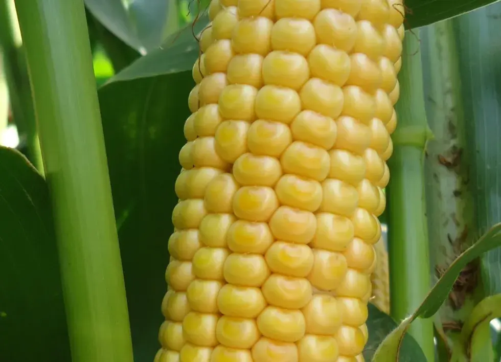 lentille vitreuse mais