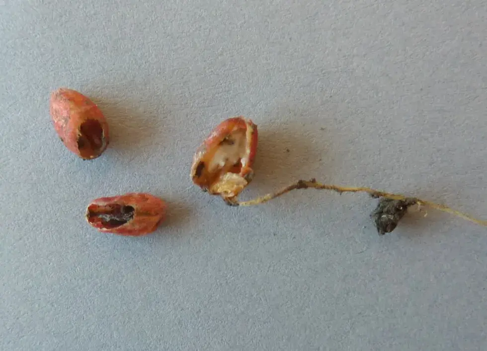 Attaques précoces de limaces